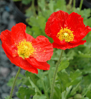 Papaver 'Spring Fever® Red'