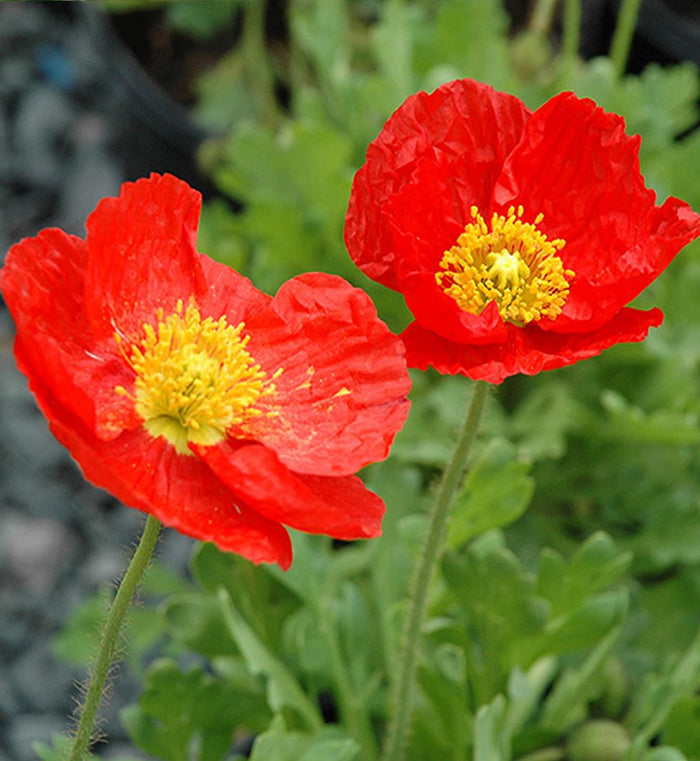 Papaver 'Spring Fever® Red'