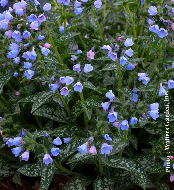 Pulmonaria 'Twinkle Toes'