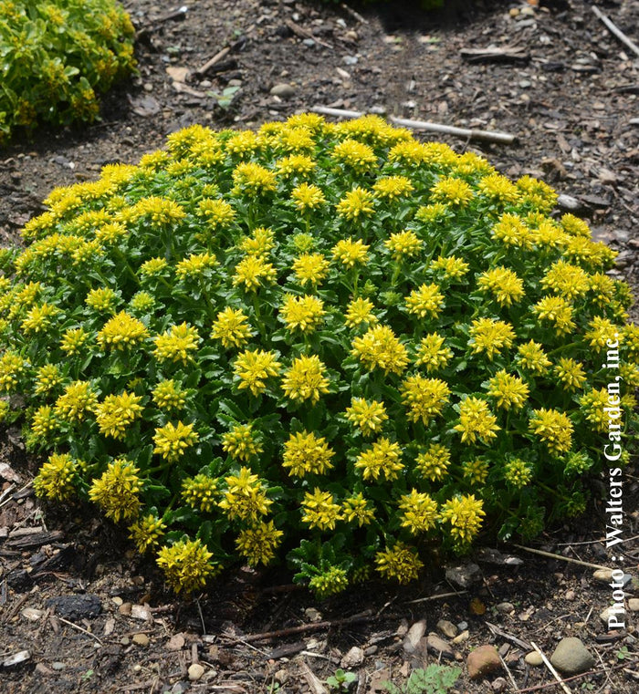 Sedum 'Little Miss Sunshine'