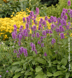 Stachys monieri 'Hummelo'