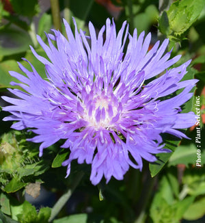 Stokesia 'Mel's Blue'