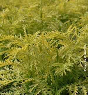 Tanacetum 'Isla Gold'