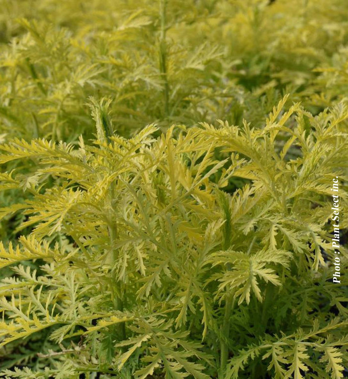 Tanacetum 'Isla Gold'