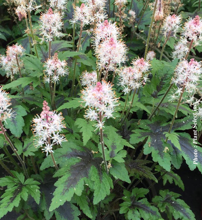 Tiarella 'Sugar and Spice'