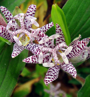 Tricyrtis hirta