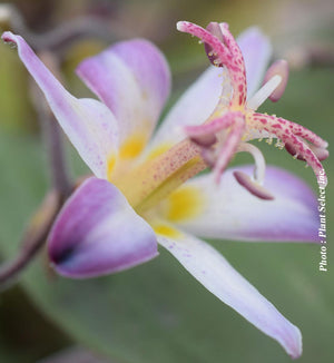 Tricyrtis 'Tojen'
