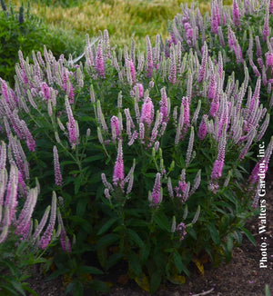 Veronica Magic Show® 'Pink Potion'