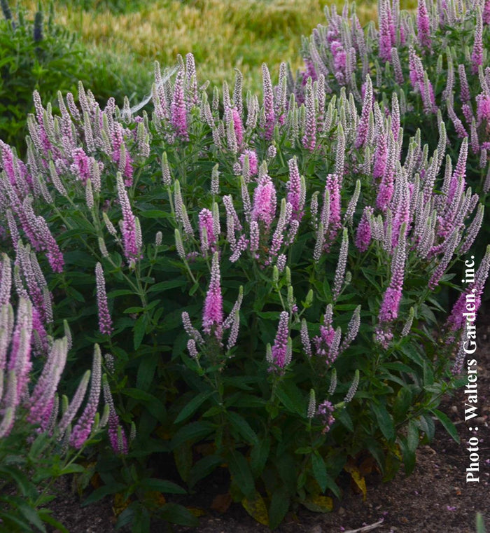 Veronica Magic Show® 'Pink Potion'