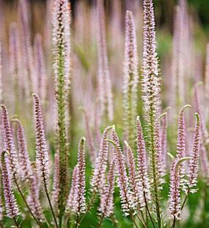Veronicastrum 'Roseum'