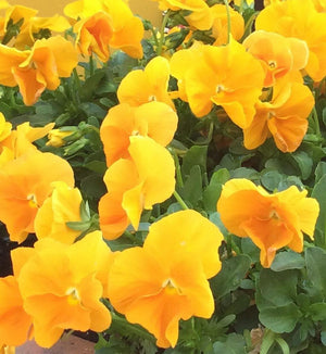 Viola 'Halo Golden Yellow'