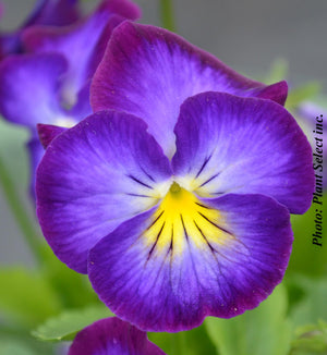 Viola 'Halo Violet'