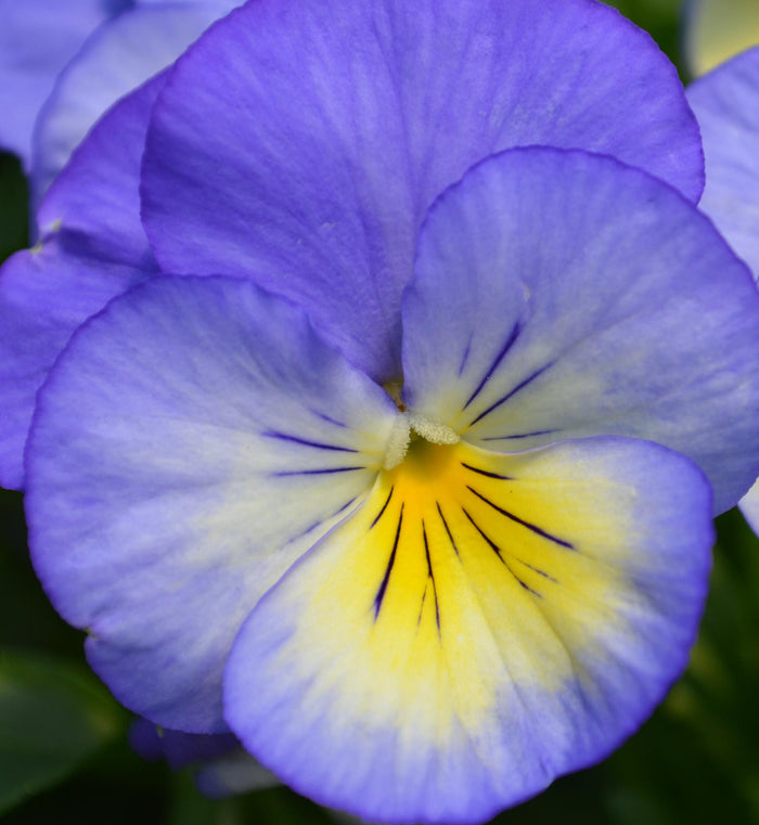 Viola 'Halo Sky Blue'