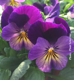 Viola 'Celestial Northern Lights'