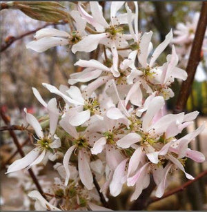 Amelanchier x grandiflora 'Robin Hill'