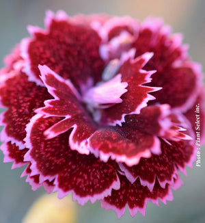 Dianthus Fruit Punch® 'Black Cherry Frost'