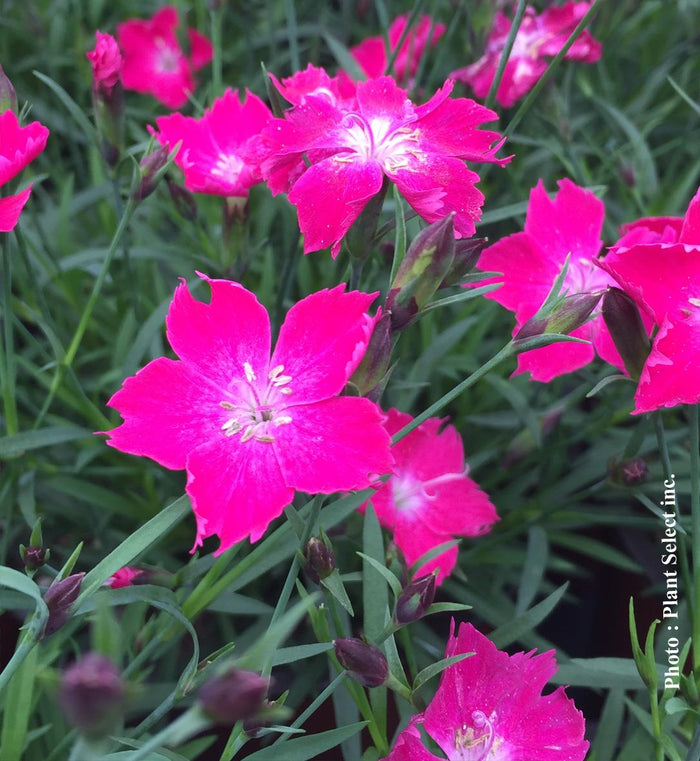 Dianthus Kahori® 'Scarlet'