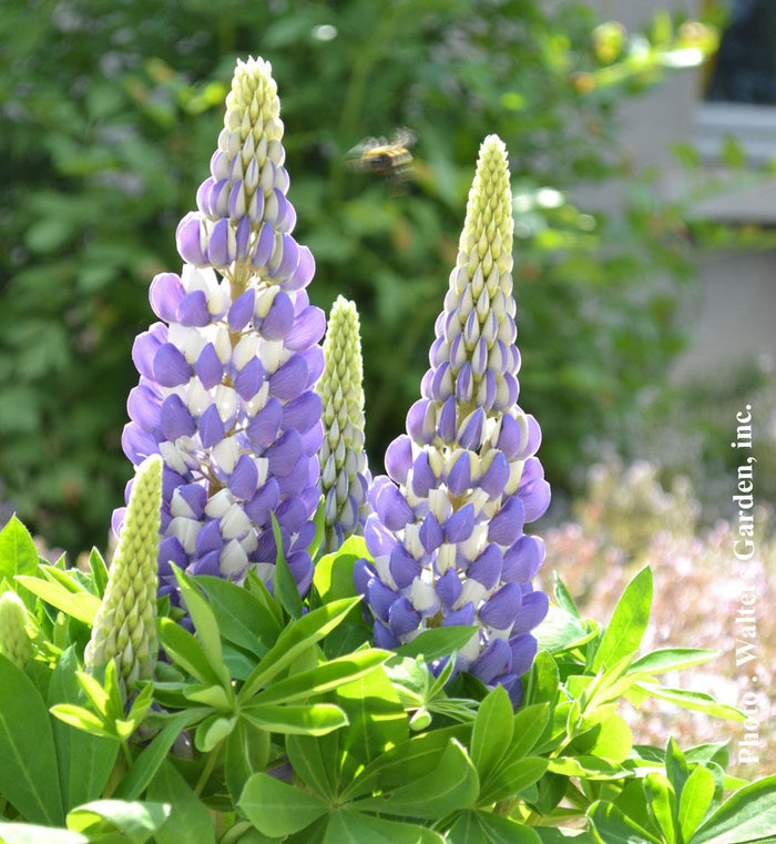 Lupinus Mini Gallery™ Blue Bicolor