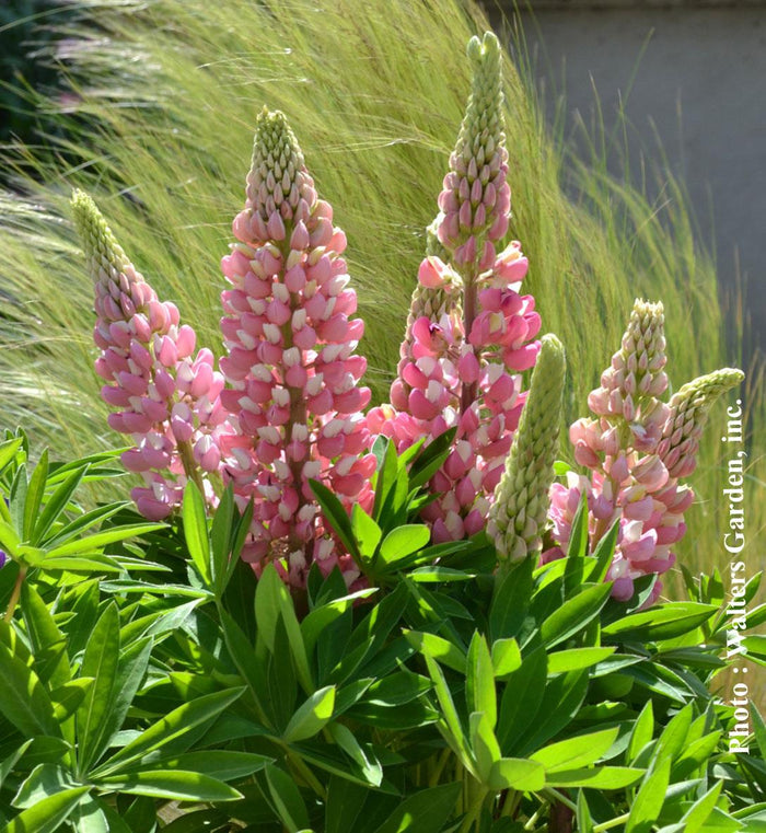 Lupinus Mini Gallery™ Pink Bicolor