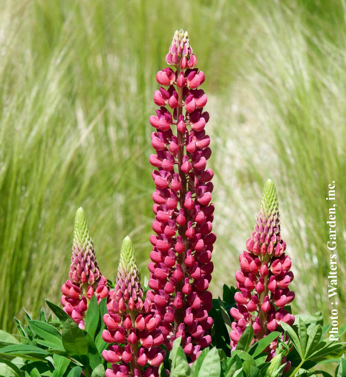 Lupinus Mini Gallery™ Red