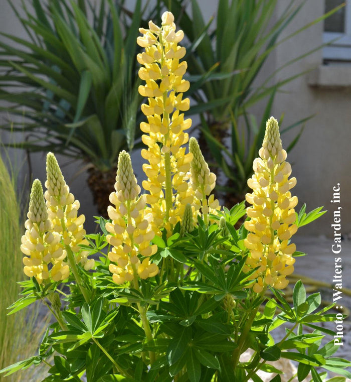 Lupinus Mini Gallery™ Yellow