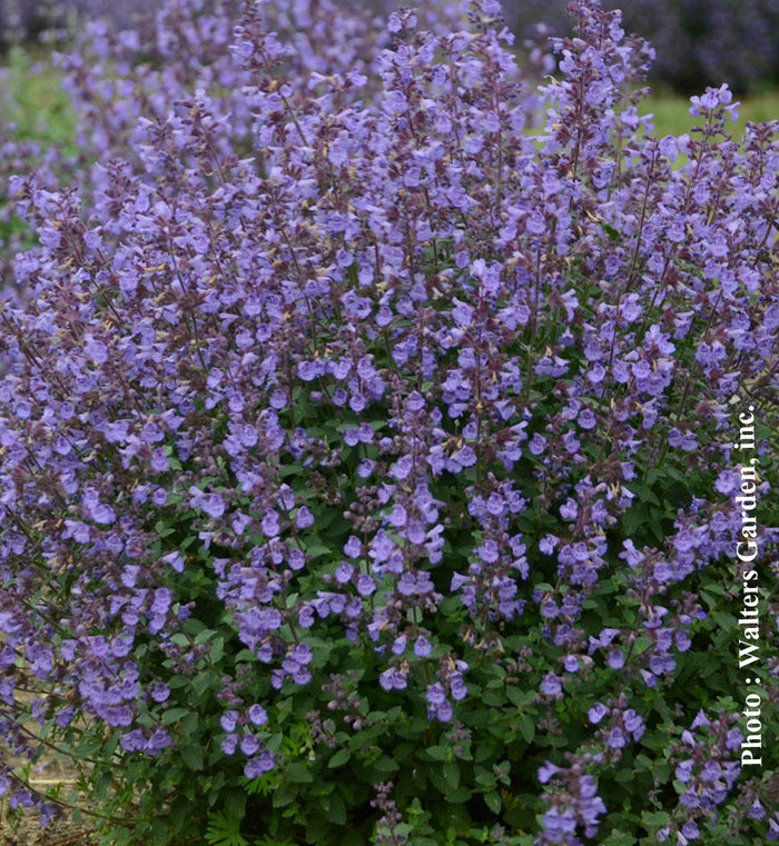 Nepeta 'Kitten Around'