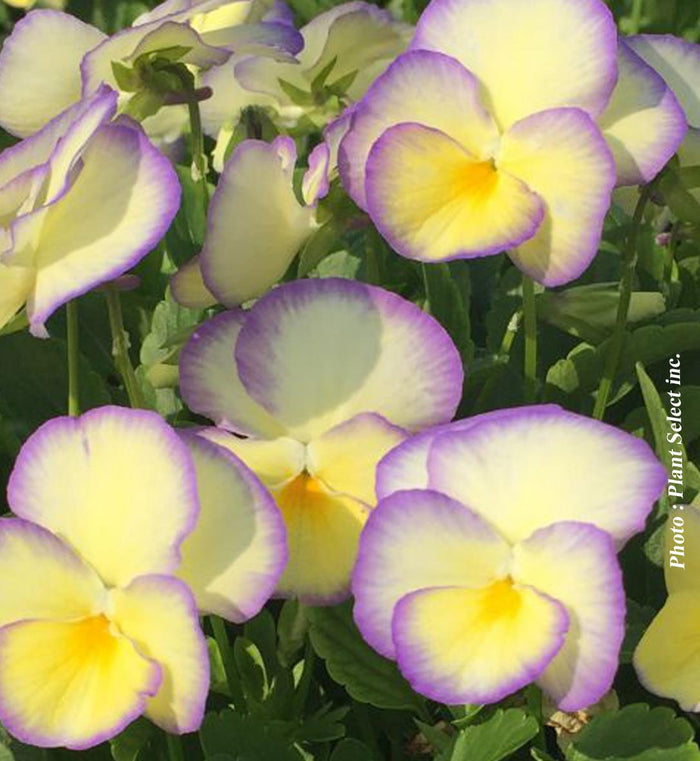 Viola 'Etain'
