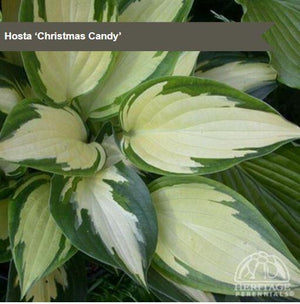 Hosta 'Christmas Candy'