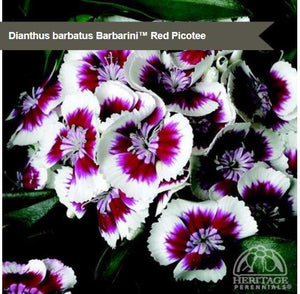 Dianthus BarbarinI™ 'Red Picotee'