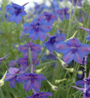 Delphinium 'Blue Butterfly'