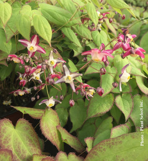 Epimedium x rubrum