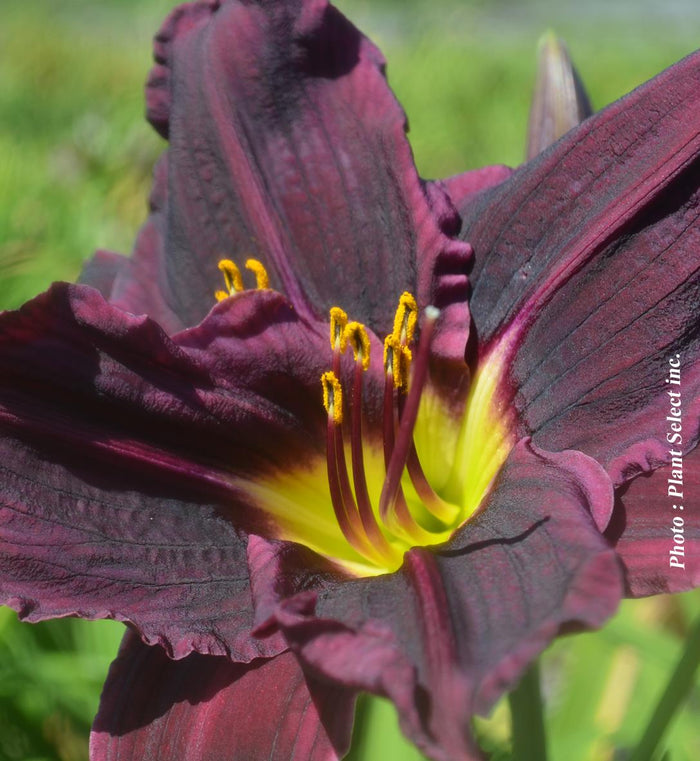 Hemerocallis 'Stella in Purple'