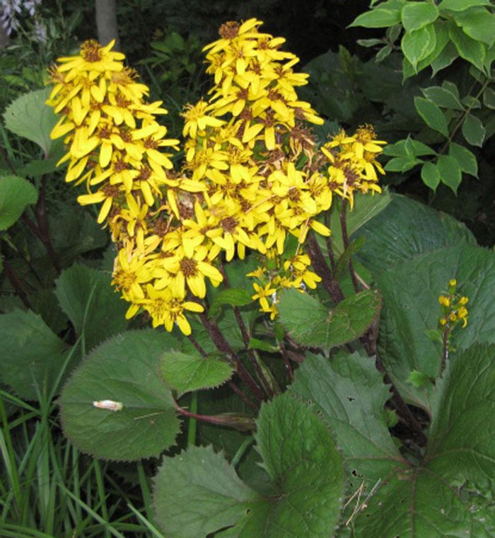 Ligularia 'Little Lantern'