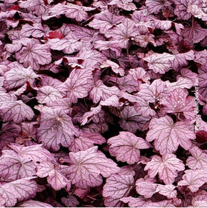 Heuchera Primo® 'Wild Rose'