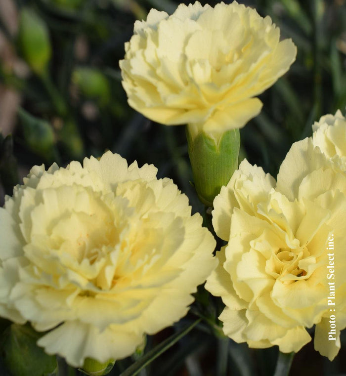 Dianthus Odessa® 'Yellow Bling Bling'