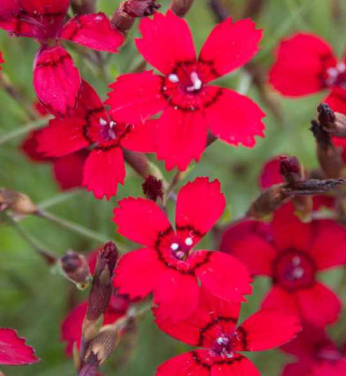 Dianthus 'Flashing Light'