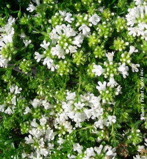 Thymus 'Albus'