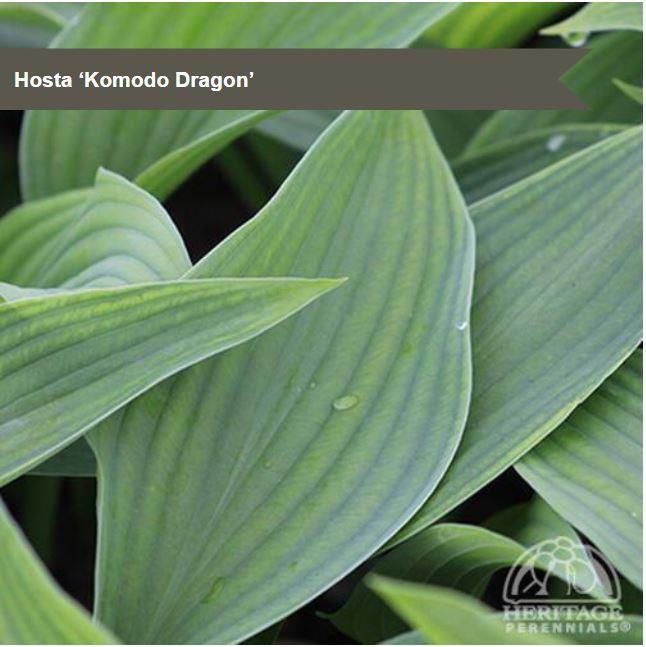 Hosta 'Komodo Dragon'