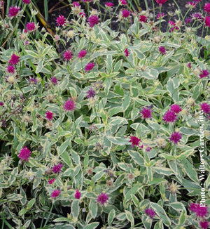 Knautia 'Thunder and Lightning'