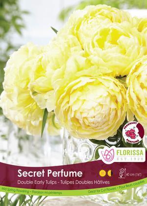 Tulip 'Secret Perfume'