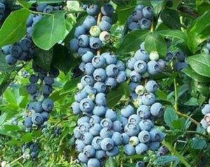 Blueberry 'Patriot' - Organic