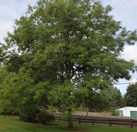 Gleditsia triacanthos 'Skyline®'