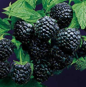 Raspberry 'Jewel' (Black) - Organic