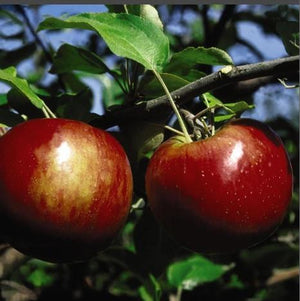 Apple 'Cortland'