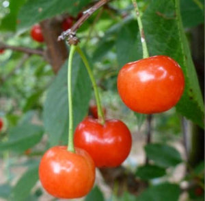 Cherry 'Montmorency'