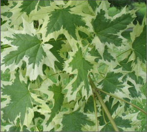Acer platanoides 'Drummondii' (Harlequin)