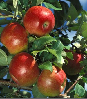 Apple 'Honeycrisp™'