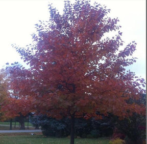 Quercus rubra