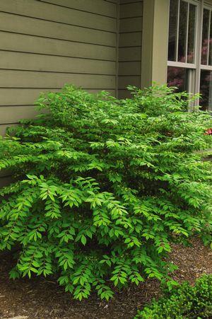 Euonymus alatus 'Compactus'