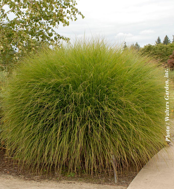 Miscanthus 'Gracillimus'